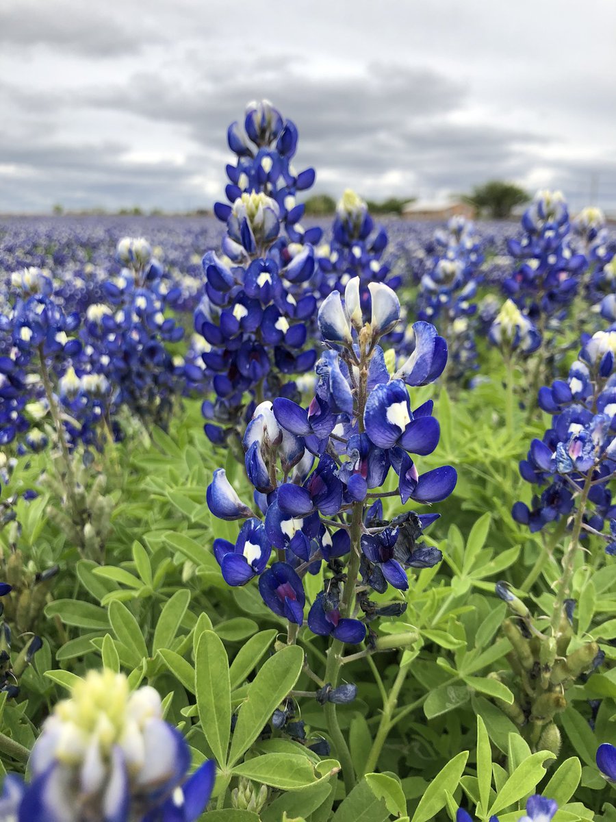 DRobSports's tweet photo. Eat your heart out Hill Country! Bluebonnet’s as far as you can see in the Big Country! #bluebonnetts #texas https://t.co/O8MYISJ3X1