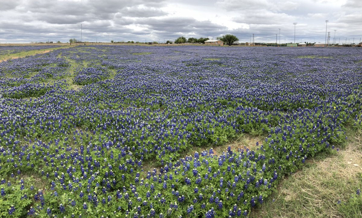DRobSports's tweet photo. Eat your heart out Hill Country! Bluebonnet’s as far as you can see in the Big Country! #bluebonnetts #texas https://t.co/O8MYISJ3X1