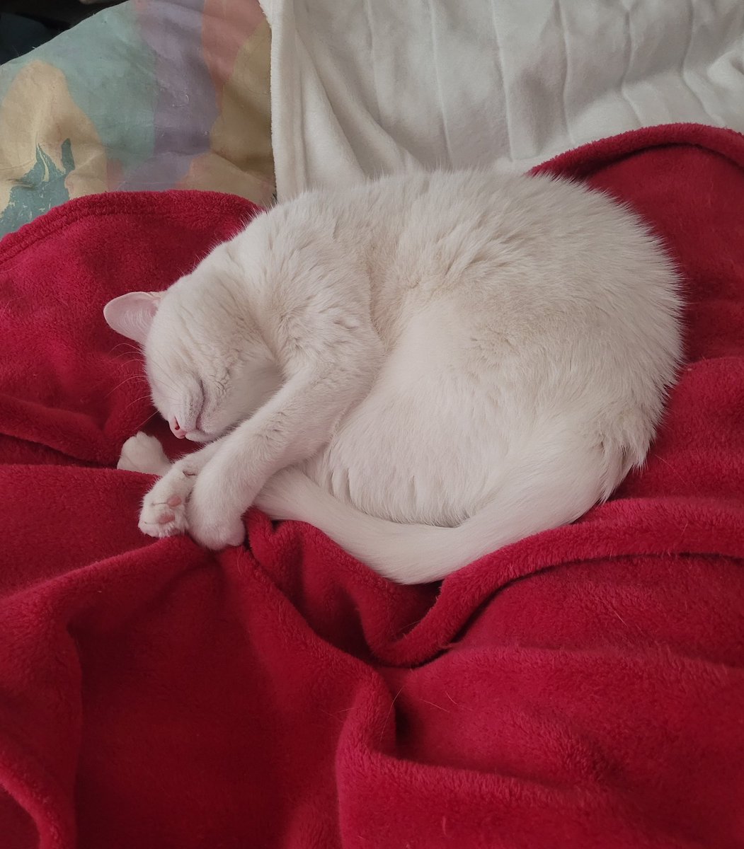 postichon's tweet image. Des que Maman fait la sieste ou la nuit, je suis obligé de dormir avec elle, tout coller !