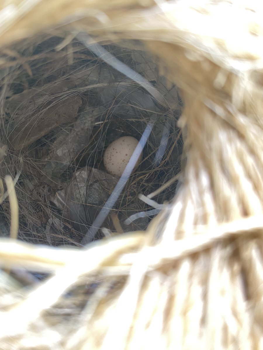 Yup.. my twine has become an unsanctioned #accessoryDwellingUnit (#TinyHouse) for little avian family!