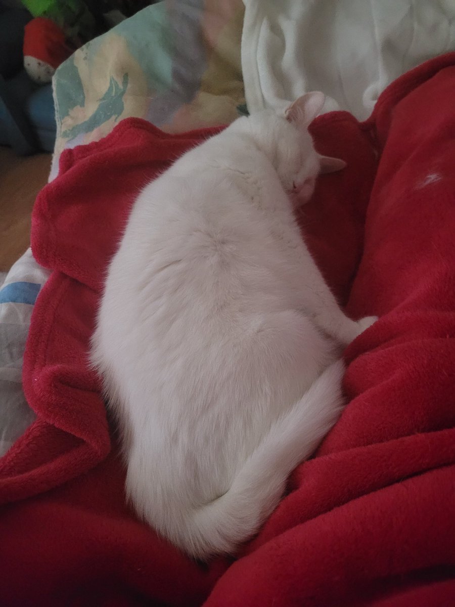 postichon's tweet image. Des que Maman fait la sieste ou la nuit, je suis obligé de dormir avec elle, tout coller !