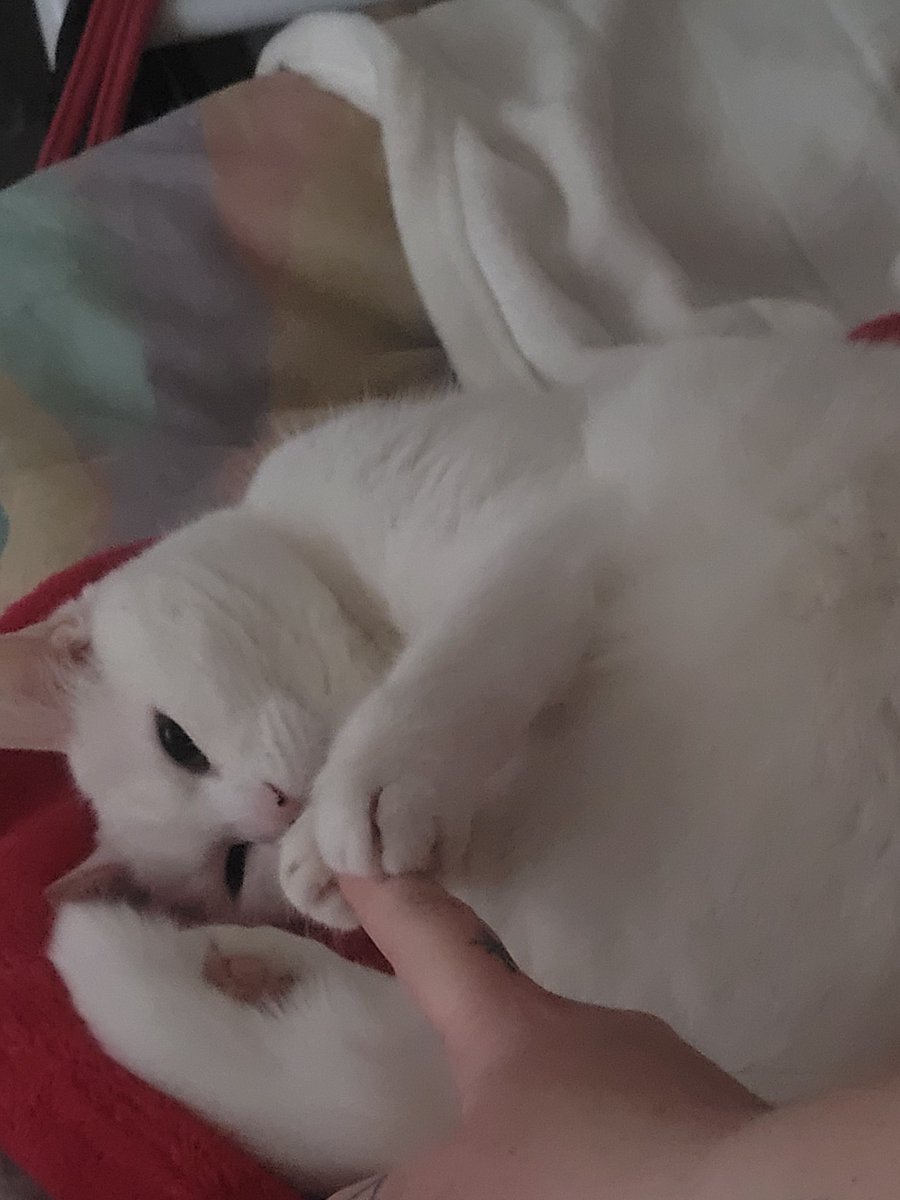 postichon's tweet image. Des que Maman fait la sieste ou la nuit, je suis obligé de dormir avec elle, tout coller !