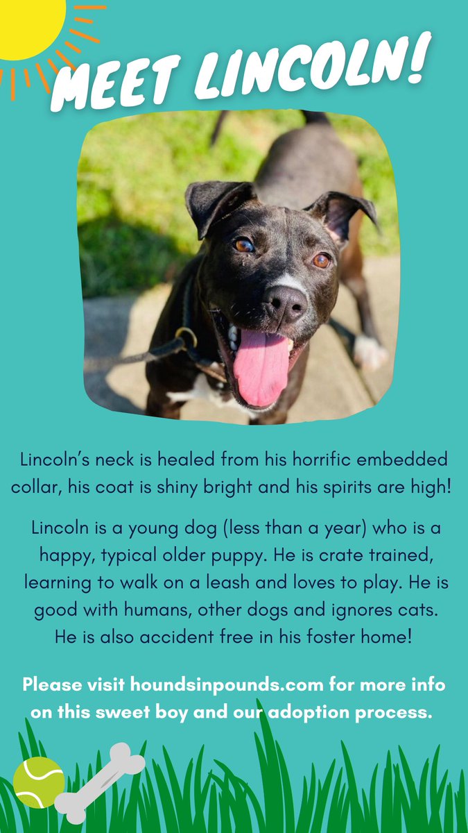 HoundsInPounds's tweet image. NY/NJ: Please share Lincoln to help him find his forever home! ❤️🐶#adoptme #dogsoftwitter