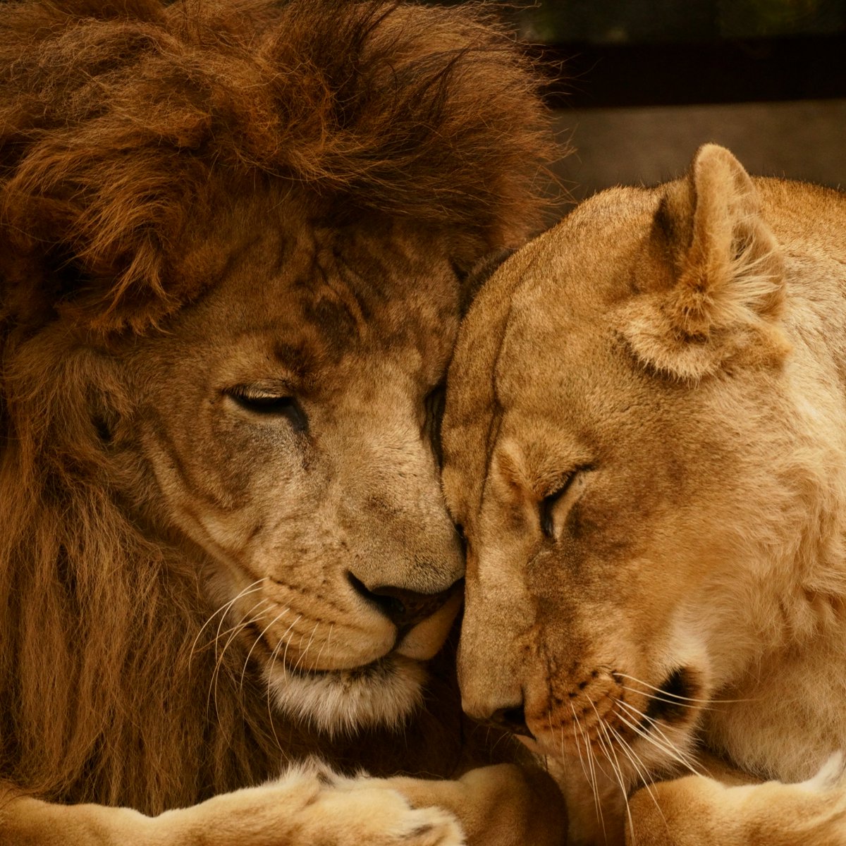 動物園で撮った仲睦まじいライオン夫妻写真をツイートしたら公式の眼に留まりポスターになった件に便乗してみる件 Togetter 動物園で撮った仲睦まじいライオン夫妻写真をツイートしたら公式の眼に留まりポスターになった件に便乗してみる件 Togetter