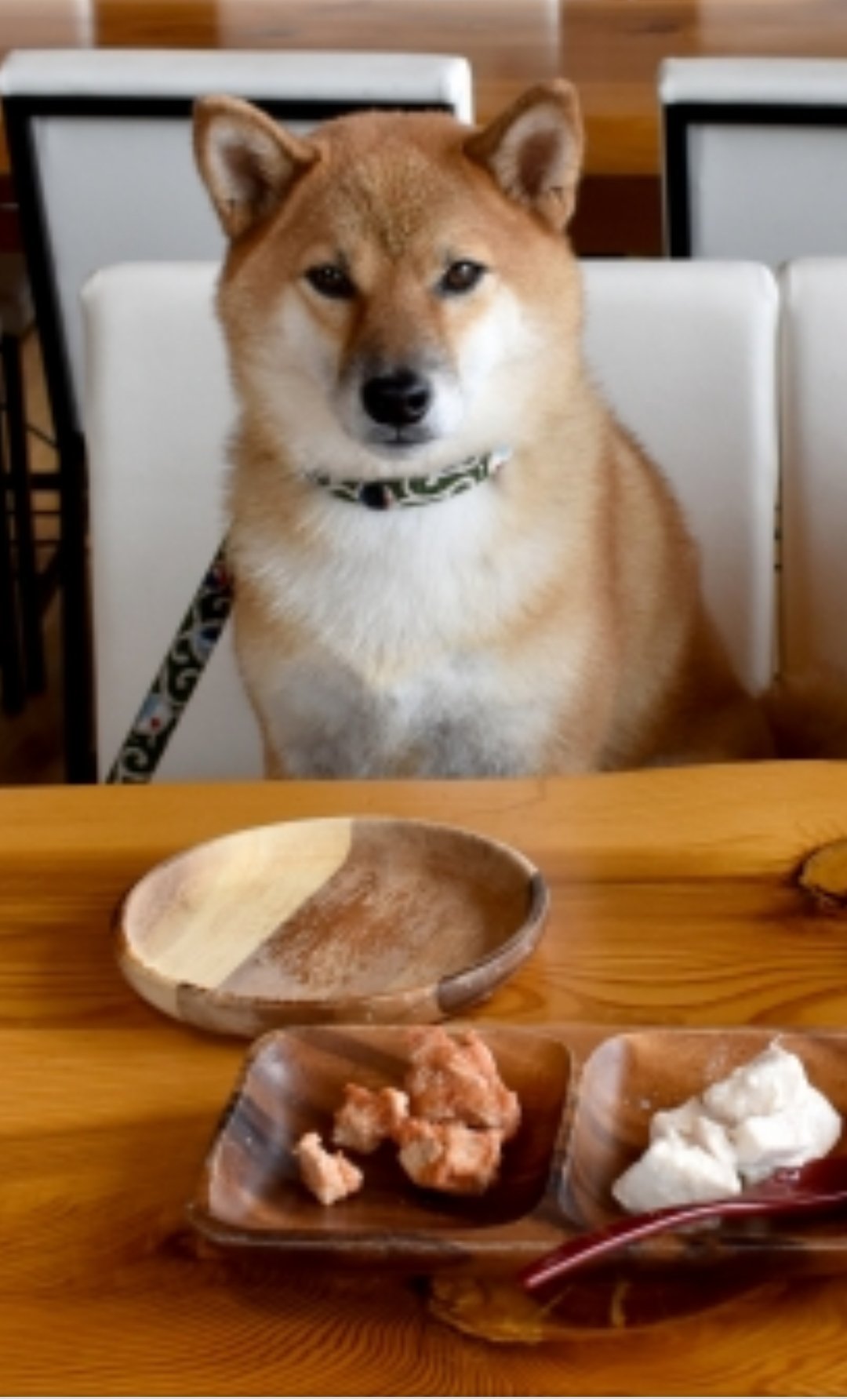 犬のしつけ 待て Twitter Search Twitter