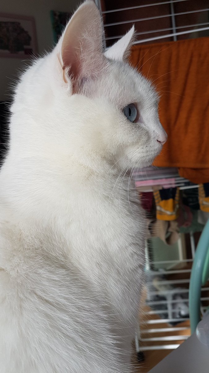 postichon's tweet image. Ouiiii la #teamchatblanc