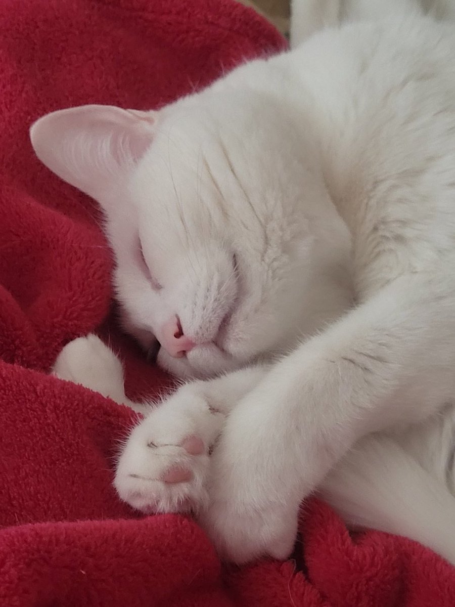 postichon's tweet image. Ouiiii la #teamchatblanc