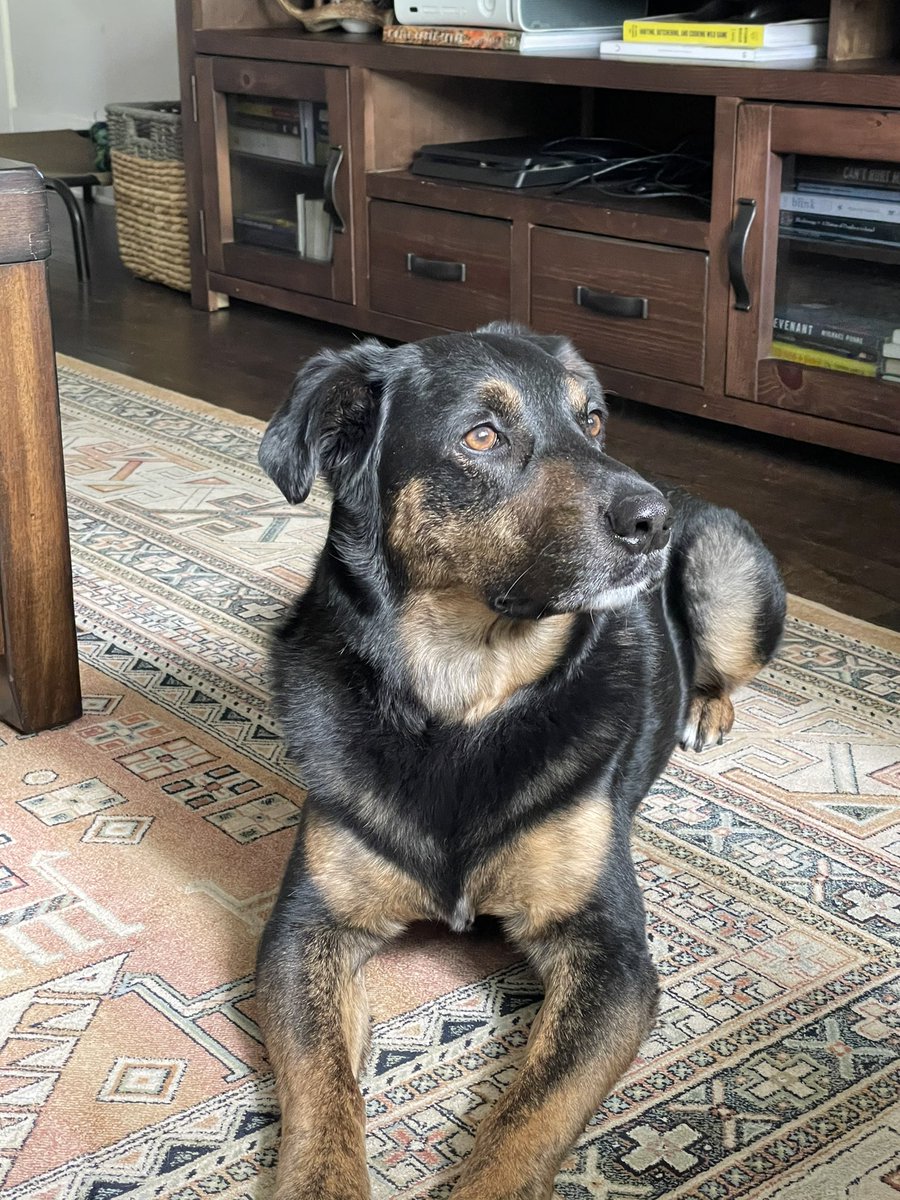 E_Mormz's tweet photo. @BuschBeer Meet Chief, destined for the role. A lager guy since birth, the man has a palate more refined than Guy Fieri and knows his beer. Being named Chief doesn’t hurt either. https://t.co/h4lpL0UaCp