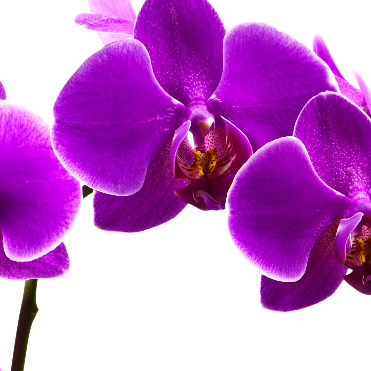 FARAHBrushes's tweet photo. #floralseries Let’s talk about the exotic flower Orchid. They come in a variety of colors, but purple ones are just stun-ning!! 🤩🌺🌸🌺
Do you love this exotic flower and it’s bright hues?
#farahbrushes #orchid #florals #beauty #nature #spring #springtime #love https://t.co/PWXZWuO8nh