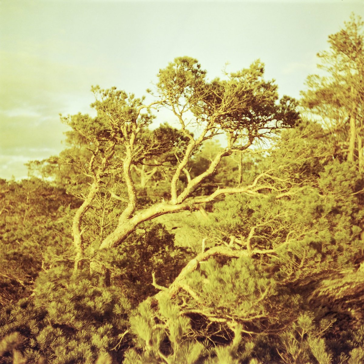 simon_diamond's tweet photo. Itโs #BIFscale time! Franka Solida III and Lomo Redscale. Pretty happy with the colour balance here. Exposed at ISO 50. #BIFscale21 #BELIEVEINFILM #shootfilmbenice #redscale @BelieveInFilm https://t.co/bKpdiWYfRe