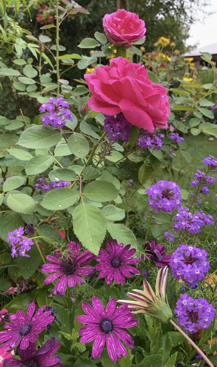 "ويكتبُ الله خيرًا أنت تجهلهُ
وظاهر الأمرِ حرمانٌ من النعمِ
ولو علمت مراد الله من عوضٍ
لقلت حمدًا إلهي واسع الكرم
فسلّم الأمر للرحمن وارض بهِ
هو البصيرُ بحال العبد من ألمِ"

الحمدلله..