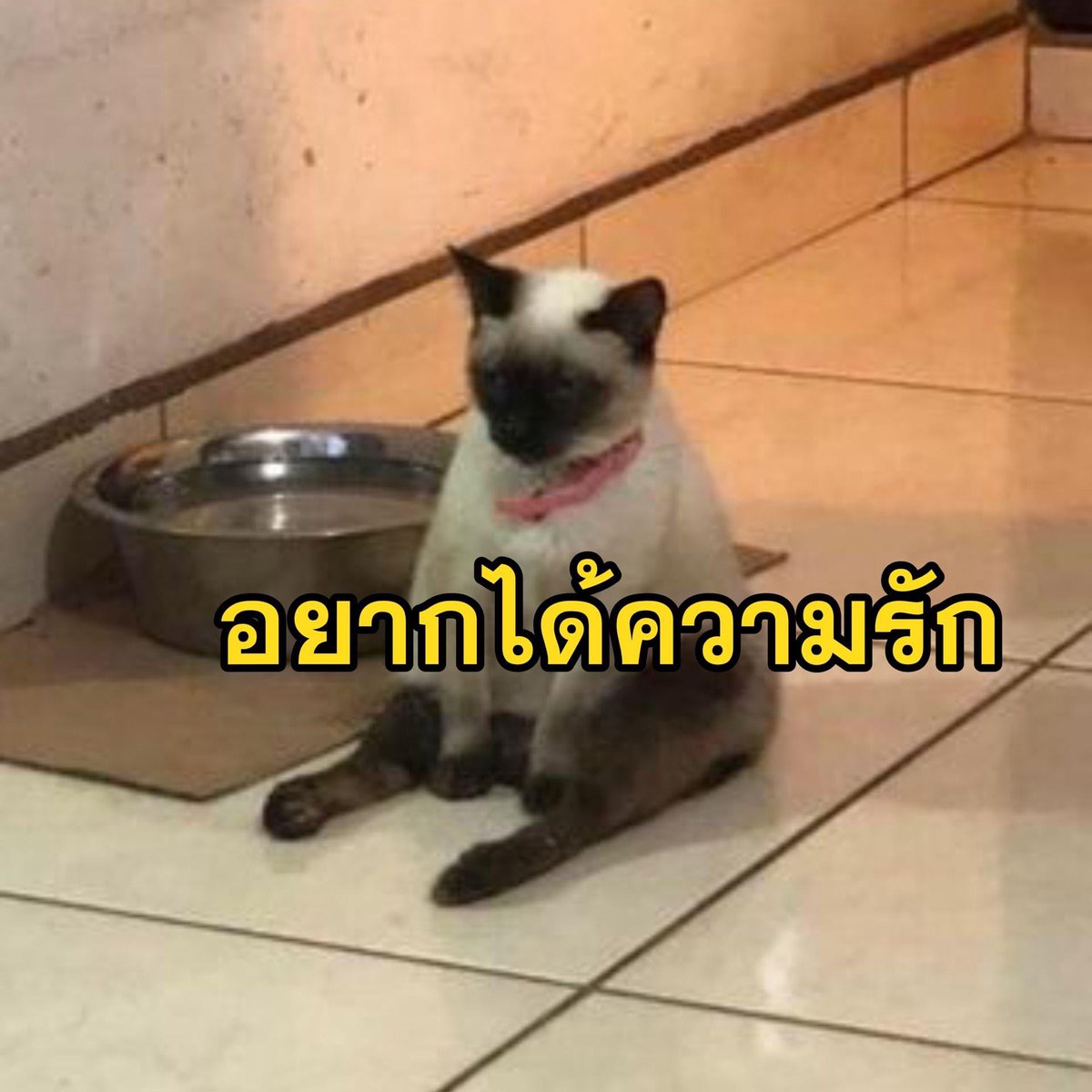 t๋am (@tamliveinbkk) on Twitter photo 