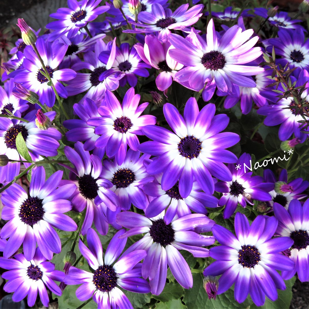 なおみ Los Angelesで写真とピアノ S Tweet おはよう ロスは 13 23 今日は カナリア諸島原産のサイネリアです 品種が多くて濃い黄色とオレンジ以外はほとんど 花色があります 写真は蛇の目模様です 鮮やかな紫がとてもきれいですね Tlを花で一杯にしよう なおみ Los Angelesで写真とピアノ S Tweet おはよう ロスは 13 23 今日は カナリア諸島原産のサイネリアです 品種が多くて濃い黄色とオレンジ以外はほとんど 花色があります 写真は蛇の目模様です 鮮やかな紫がとてもきれいですね Tlを花で一杯にしよう