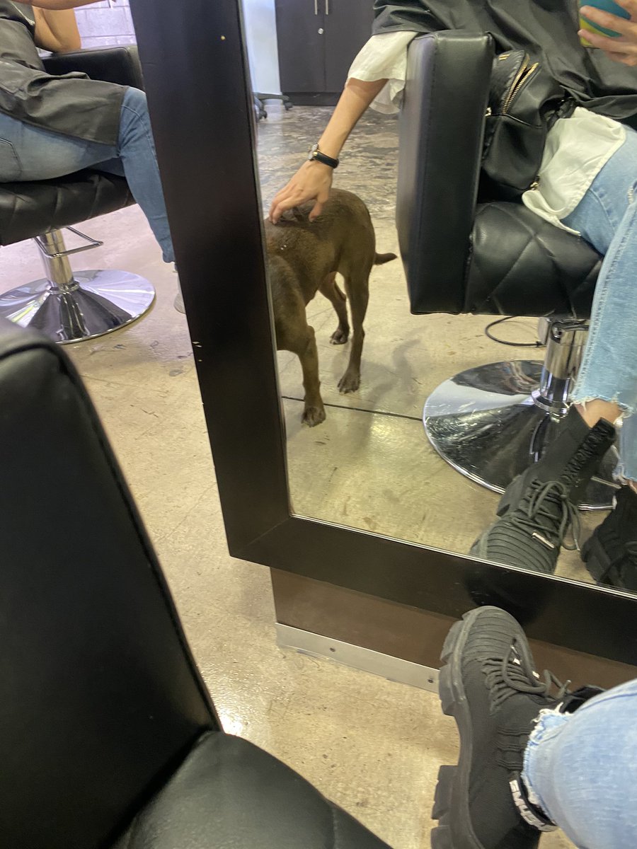 Lecpkim17's tweet photo. Ayer fui a la estética y conocí a Choco, era un perrito callejero. La señorita que me atendió me contó que hace un tiempo una empleada lo vió afuera asustado. Historia corta: el dueño de la estética y todos los empleados lo adoptaron, tiene su camita y lo dejan estar ahí ❤️ https://t.co/24GrXSJkVC