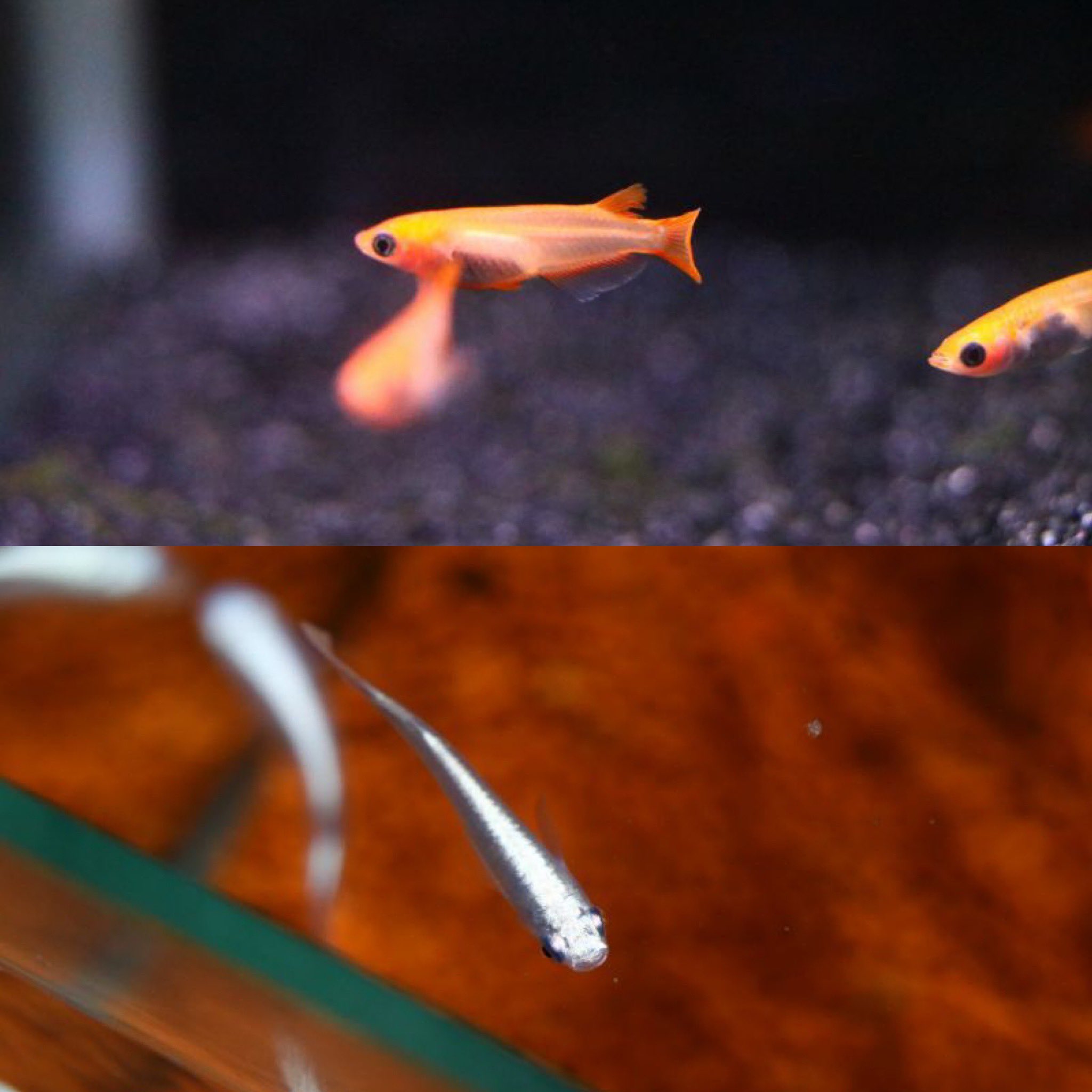 熱帯魚 アクアショップ イブ 金魚 メダカ入荷しました 丹頂 琉金 福ダルマ 当歳 ランチュウ 桜錦 黒メダカ 白メダカ 楊貴妃 みゆきスーパー みゆきフルボディ 朱赤透明鱗パンダ ヤマトヌマエビ ミナミヌマエビ 石巻貝 ヒメタニシ ドブ貝 T Co