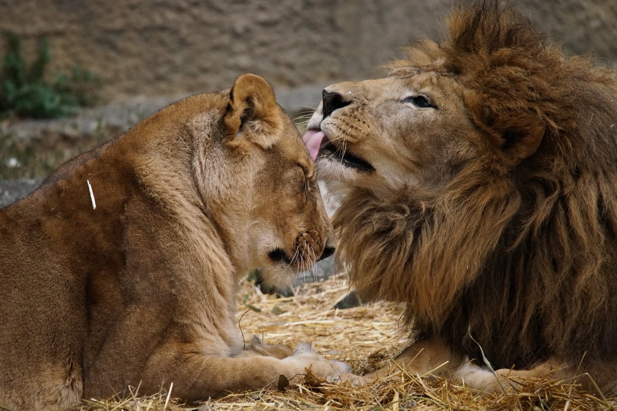 動物園で撮った仲睦まじいライオン夫妻写真をツイートしたら公式の眼に留まりポスターになった件に便乗してみる件 Togetter 動物園で撮った仲睦まじいライオン夫妻写真をツイートしたら公式の眼に留まりポスターになった件に便乗してみる件 Togetter
