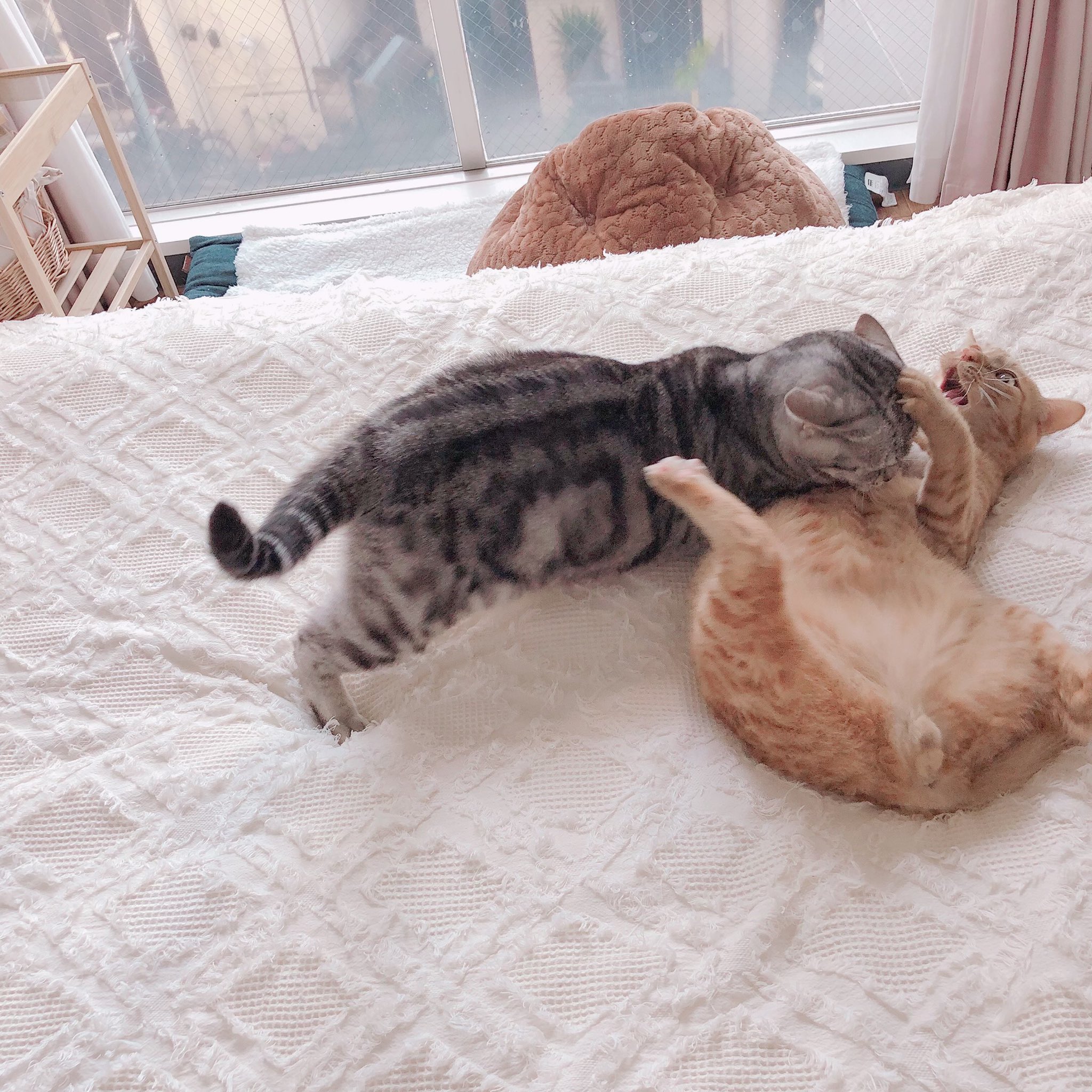 ℝ𝕚𝕜𝕚໒ 喧嘩の止め方 猫 猫のいる暮らし 猫をtl流しちゃおう 猫好きな人と繋がりたい 猫好きさんと繋がりたい T Co Letwfhzigd Twitter