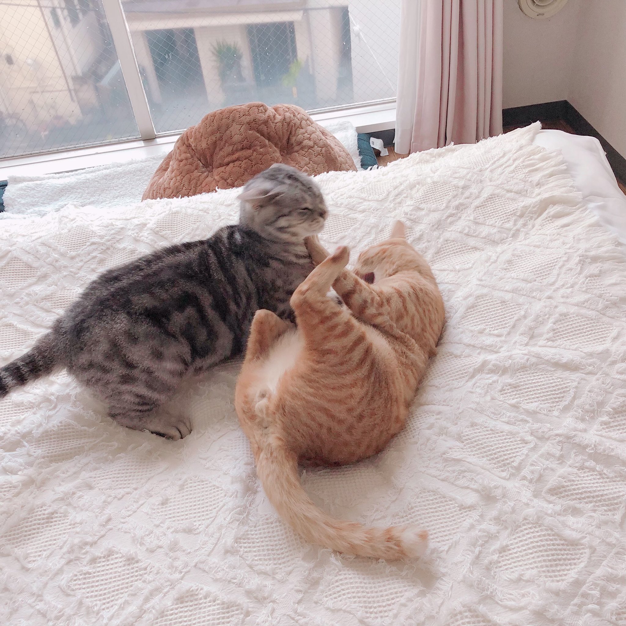 ℝ𝕚𝕜𝕚໒ 喧嘩の止め方 猫 猫のいる暮らし 猫をtl流しちゃおう 猫好きな人と繋がりたい 猫好きさんと繋がりたい T Co Letwfhzigd Twitter
