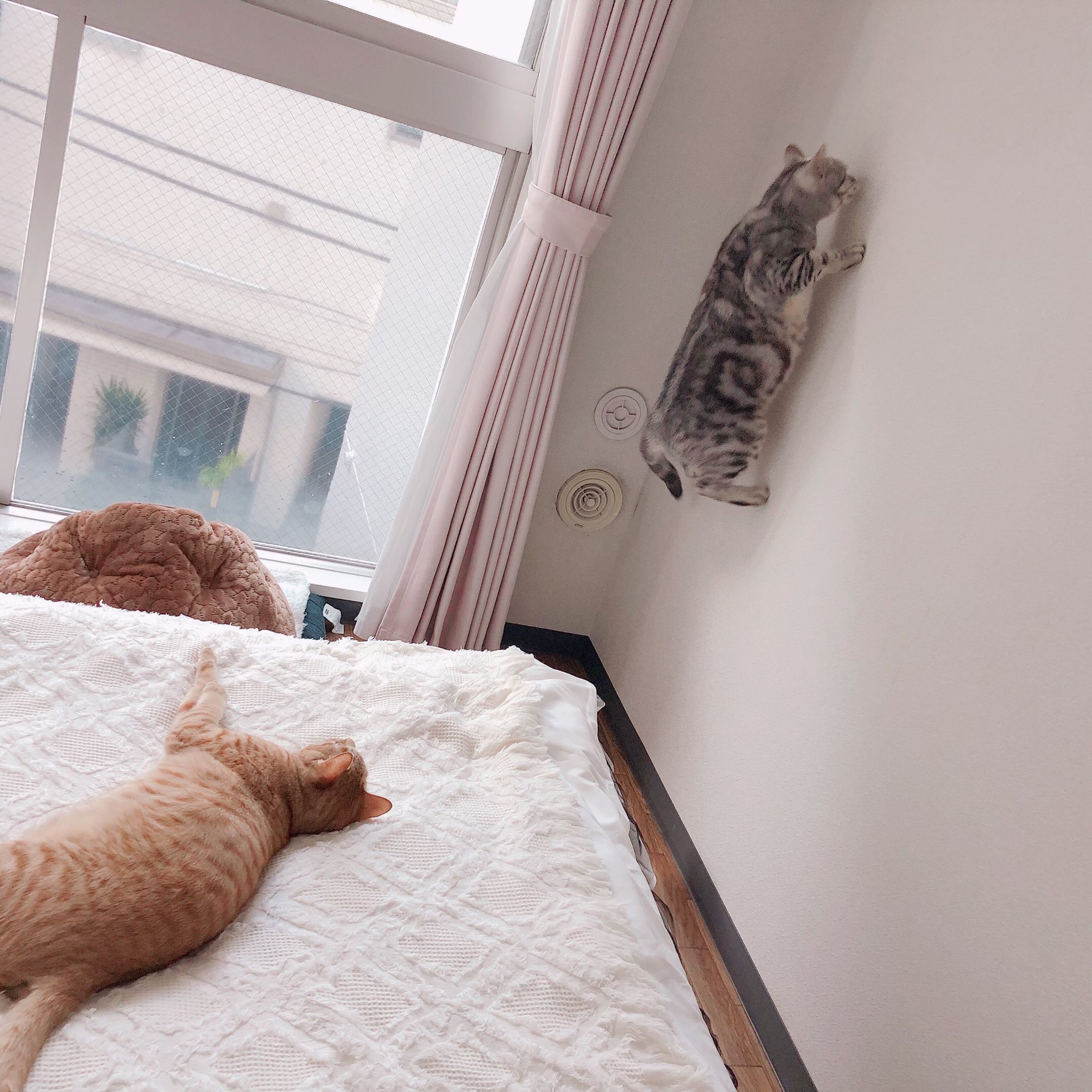 ℝ𝕚𝕜𝕚໒ 喧嘩の止め方 猫 猫のいる暮らし 猫をtl流しちゃおう 猫好きな人と繋がりたい 猫好きさんと繋がりたい T Co Letwfhzigd Twitter
