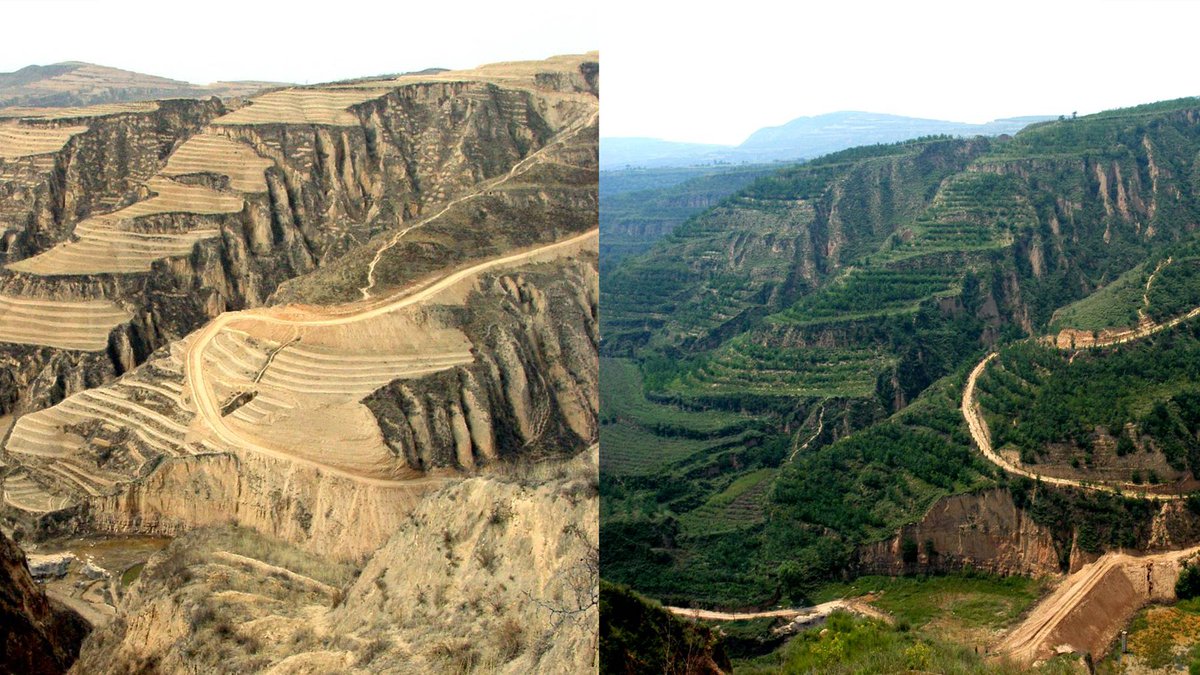 IU_Interp_Class's tweet image. It&apos;s incredibly important to keep appropriate forest management methods in mind when caring for an area. Look at what restoration efforts have done for the Loess Plateau in China and read more about forest management  at bit.ly/32vpfAN #InterpretThis #IUBloomington