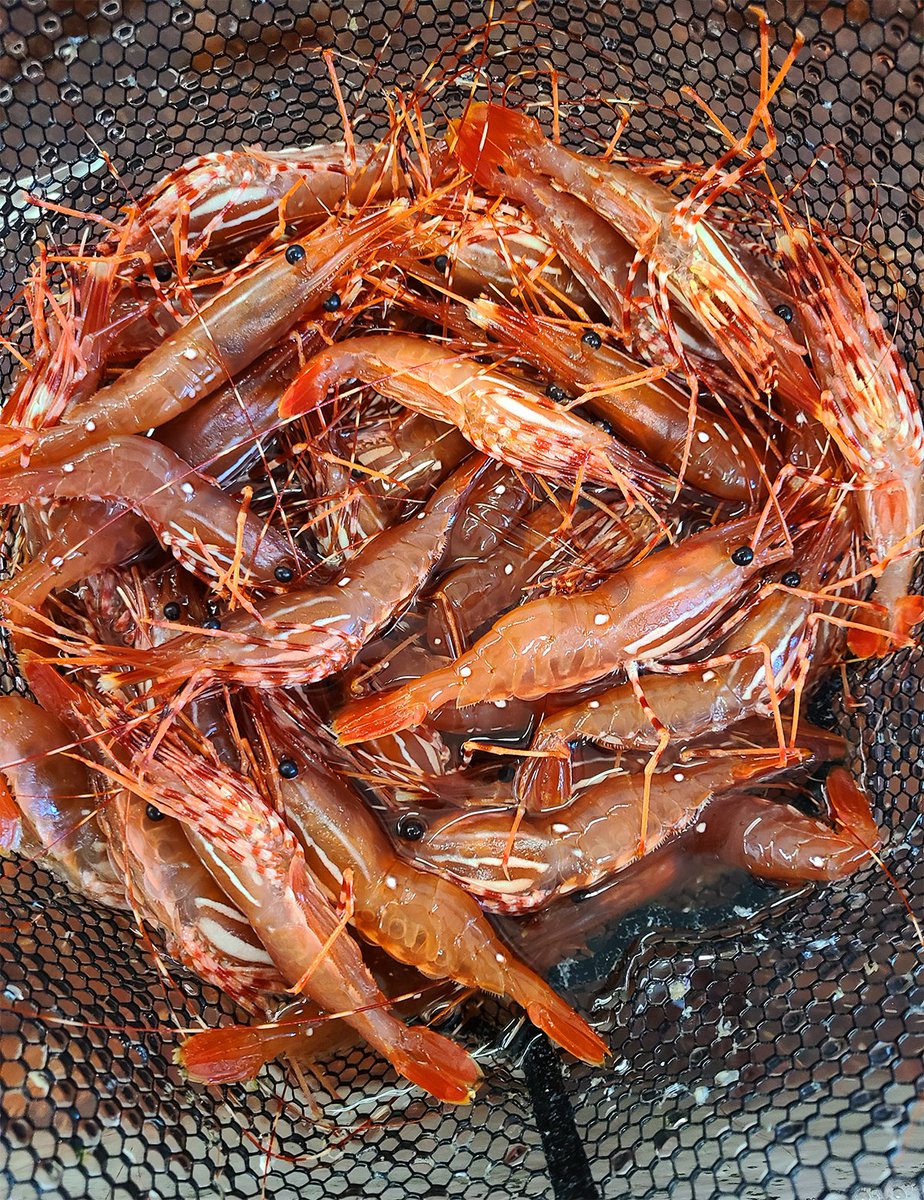 Live Spot Prawns are back in season! 🦐 #pdx #food #pdxeats #pdxfood #pdxseafood #liveseafood #local #sustainable #seafood #seafoodlover #shrimp #spotprawns