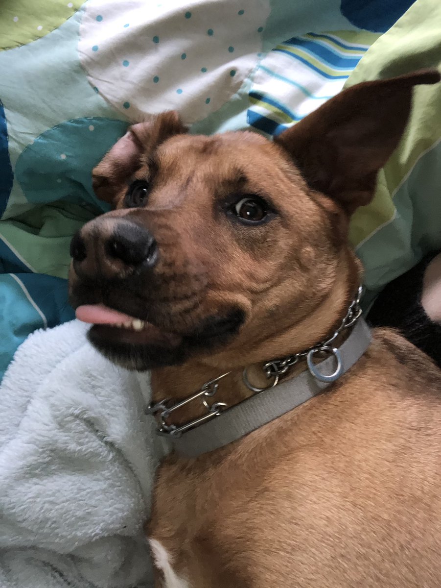 djsmat's tweet photo. starting a thread for cursed pictures of my dog https://t.co/NODtOeu8Kl