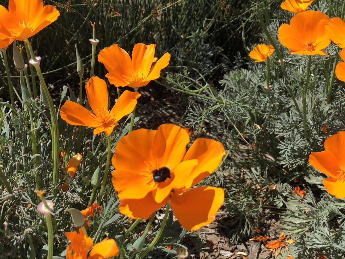 Adrian C. Wilcox High School tweet media