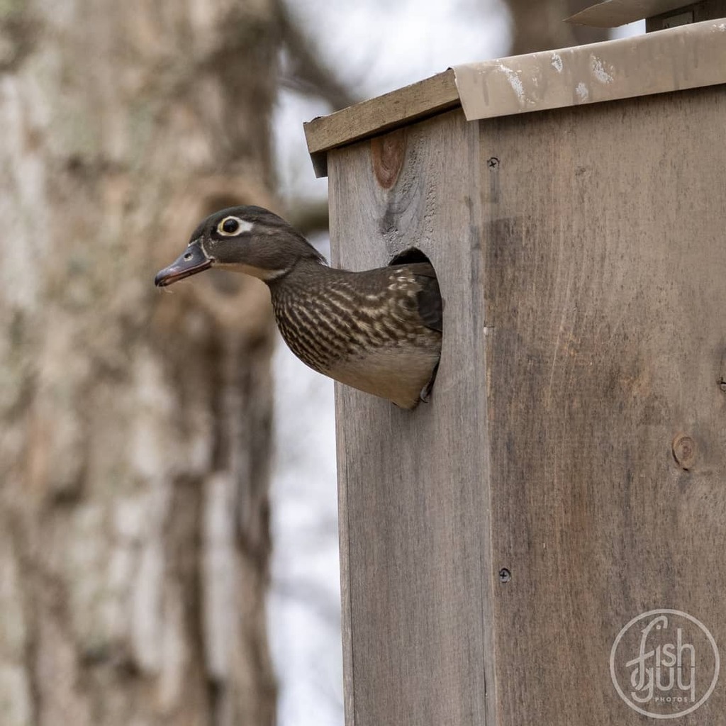 fishguyphotos's tweet photo. I was finally able to catch my hen wood duck as she left the nest for dinner. Be sure to check and subscribe to my YouTube channel to keep up on her nest progress. 
.
.
.
#woodduckbox #woodduck #backyardwildlife #ducksunlimited #duck #waterfowl #birdwatc… https://t.co/f93d4Fp7X7 https://t.co/T0gtkIeVTk