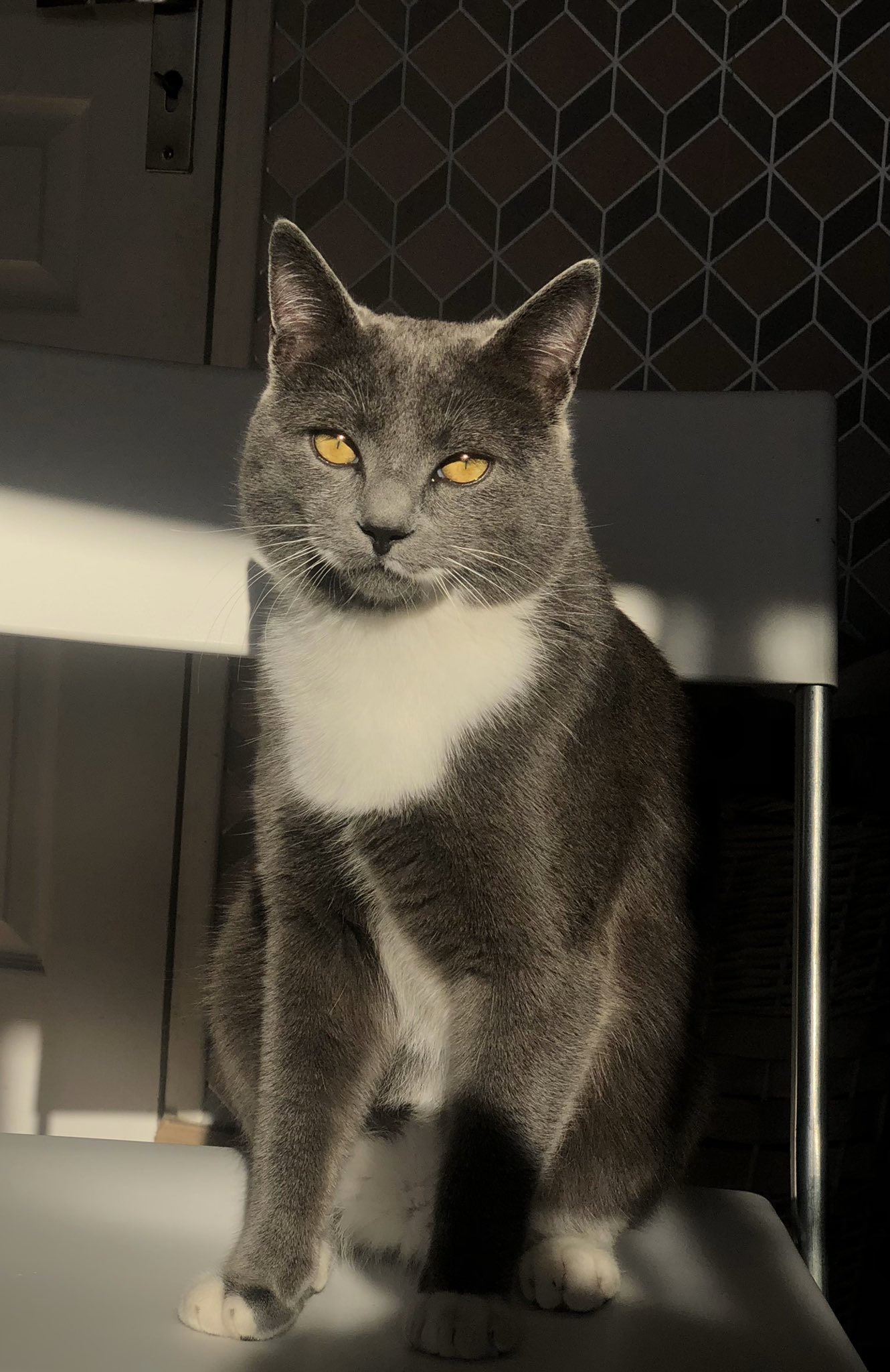 C Est Pas Mon Chat C Est Mon 𝓬𝓱𝓪𝓽