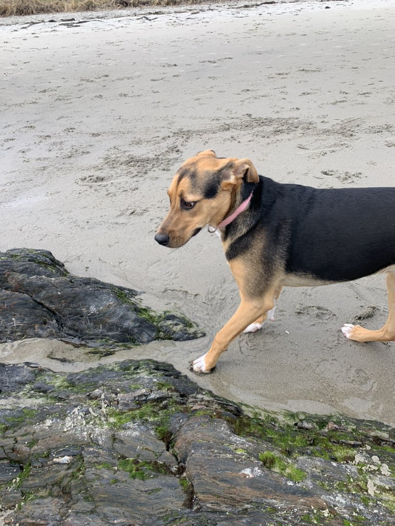 SouthPortlandPD's tweet photo. Good evening SoPo, we need your help locating Evie, she was last seen in the Willard Beach area this afternoon around 2:30pm

If anyone sees her please contact us at 207-874-8575 so we can reunite her with her owner! Thank you!! Sgt. Sager Animal Refuge League of Greater Portland https://t.co/cau2lI3cl7