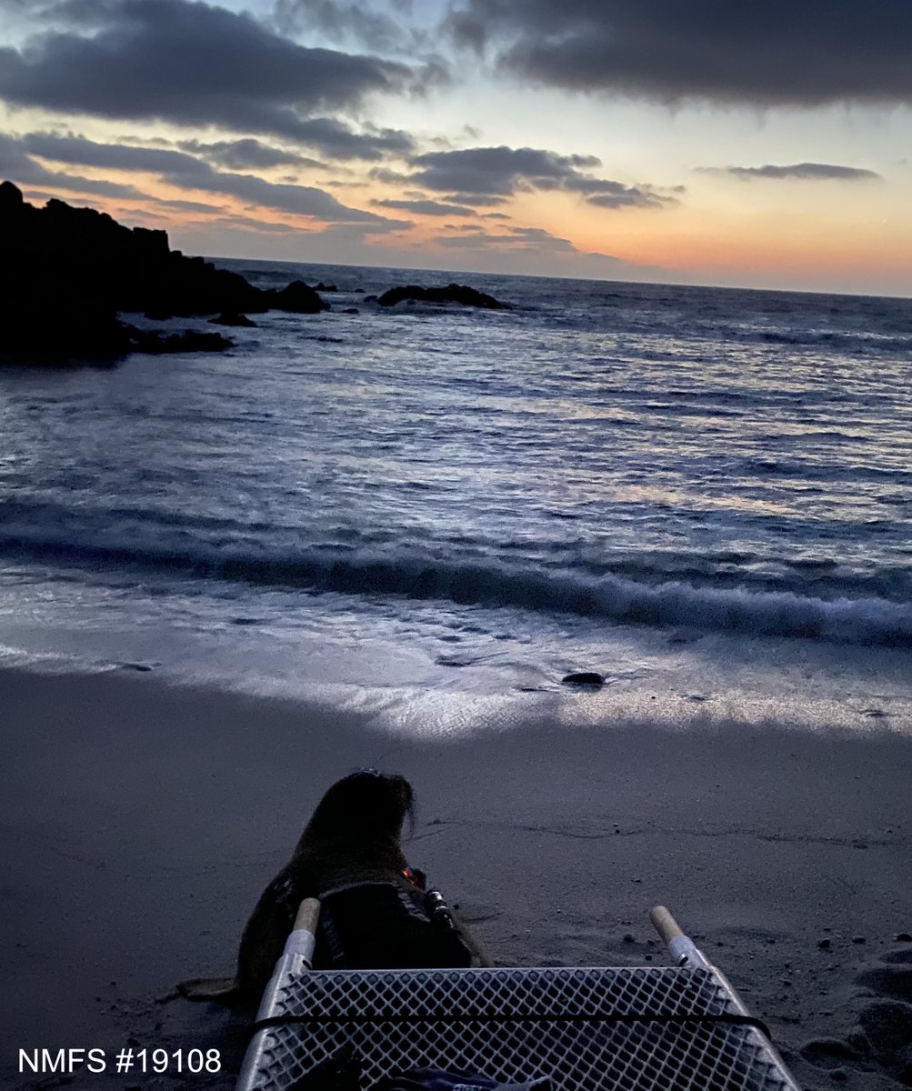 Starlight the northern elephant seal heads down the beach at sunset to the welcoming waters of Monterey Bay! 💫🦭🌊

We are wrapping up the 3rd field season of our #NSFfunded elephant seal diving physiology project &amp; we are so happy to be back working with these amazing pinnipeds