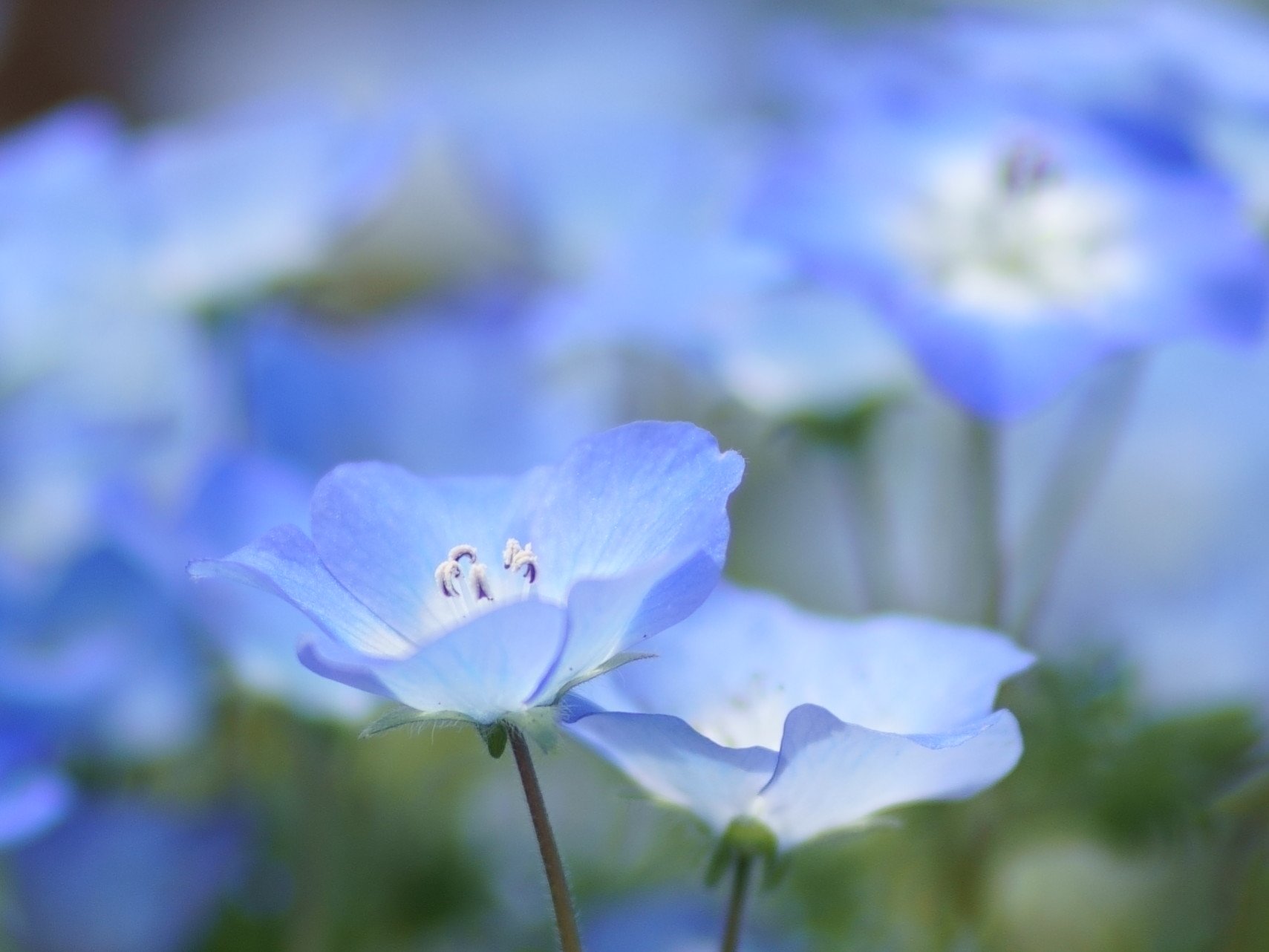 46takasan 46 ネモフィラ撮りました ネモフィラ 花の写真 ネモフィラブルー 季節の花の写真 綺麗な花で癒されよう 綺麗な花 綺麗 Tokyo T Co Ckdejd72no Twitter
