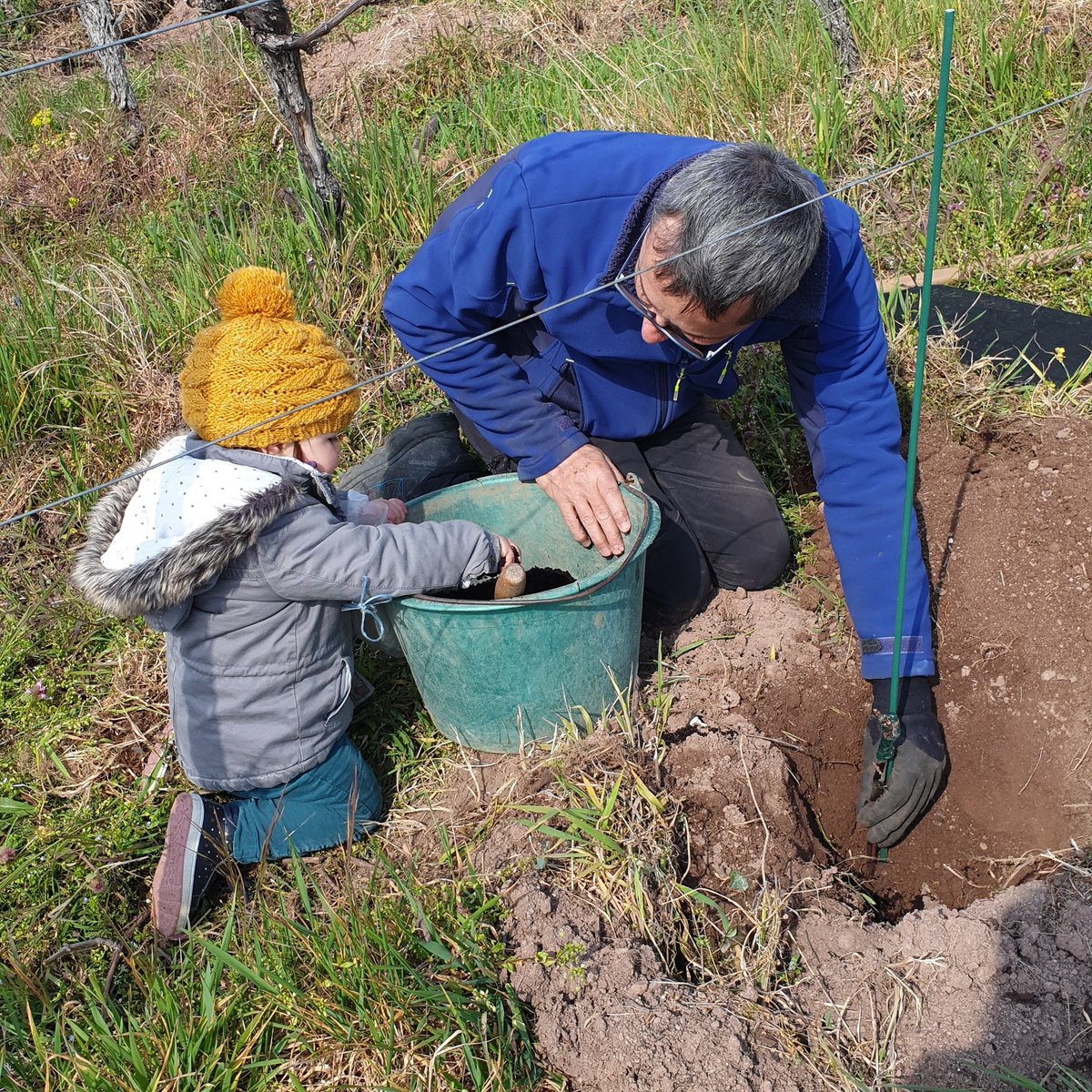 Un petit coup de main pour remplacer quelques pieds? La nouvelle génération adore mettre les mains dans la terre #unfabuleuxdestindevigneron #drinkalsace #hubertmetz #winelover #viticulture #alsace #vigneronindependant #conversionbio #grandcru #winzenberg