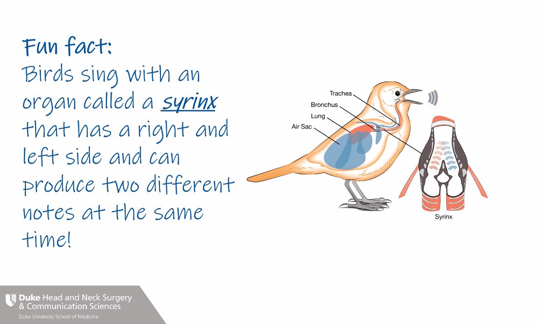Leda taught 6th-graders about the parts of our bodies that make #singing possible. We learned how to expand our vocal range and discussed causes &amp; treatments for vocal cord injuries. As a special bonus, we got to hear Leda sing opera LIVE! #ScienceSaturday facebook.com/boostatduke/po…