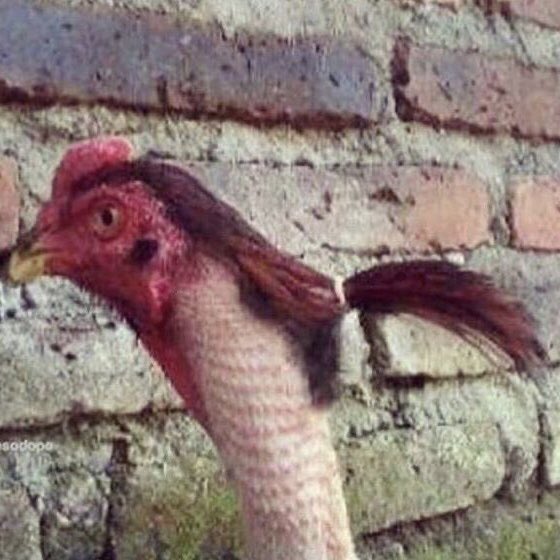 ayako_nakamoto's tweet image. ทำไมต้องมาขำไก่ยูตะตอนนี้ตอนนี้ด้วย
55555555555เออ ยอมรับว่าก็คล้ายอยู่