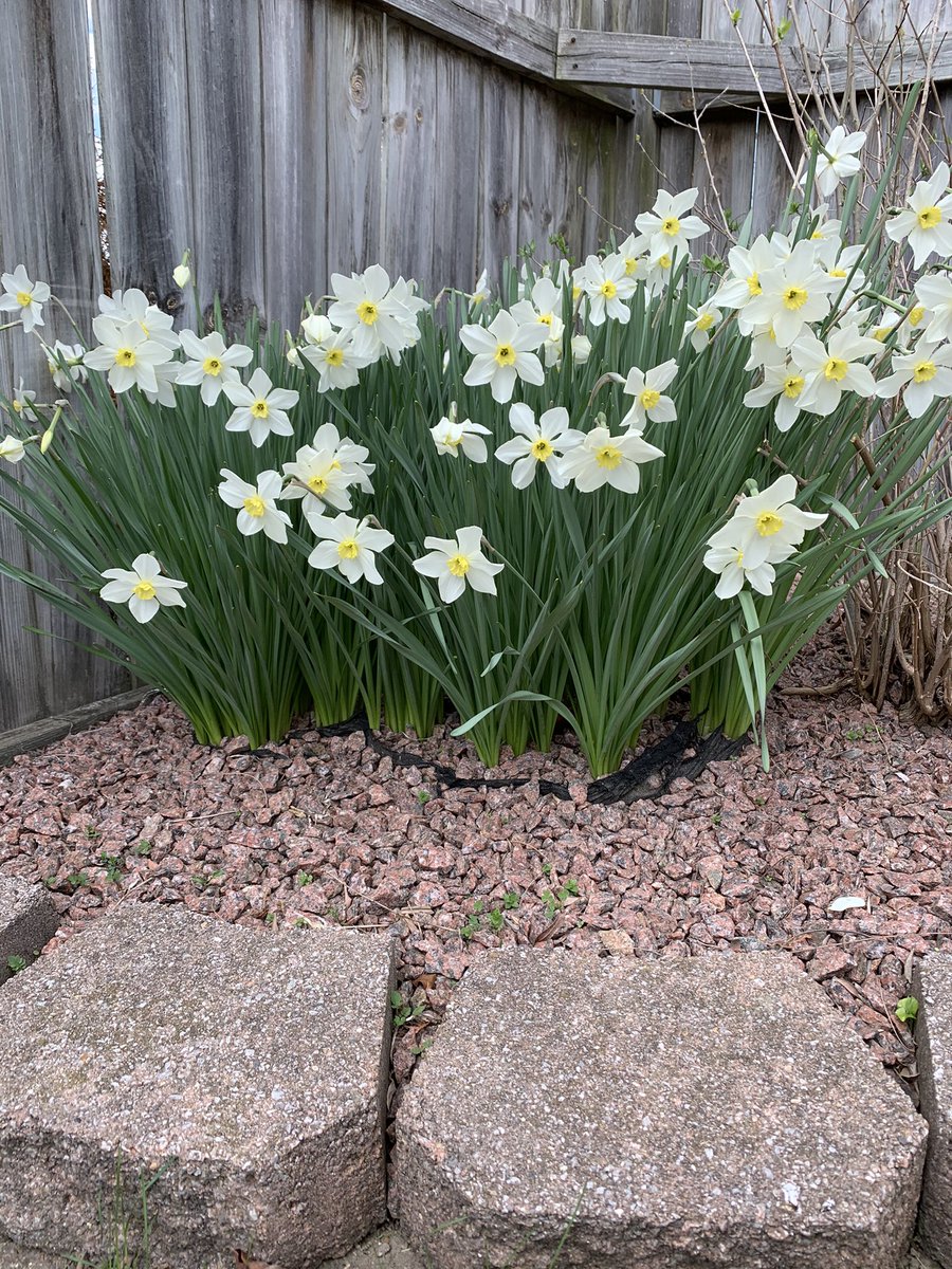 What a beautiful sign of Spring in my backyard. 🌷