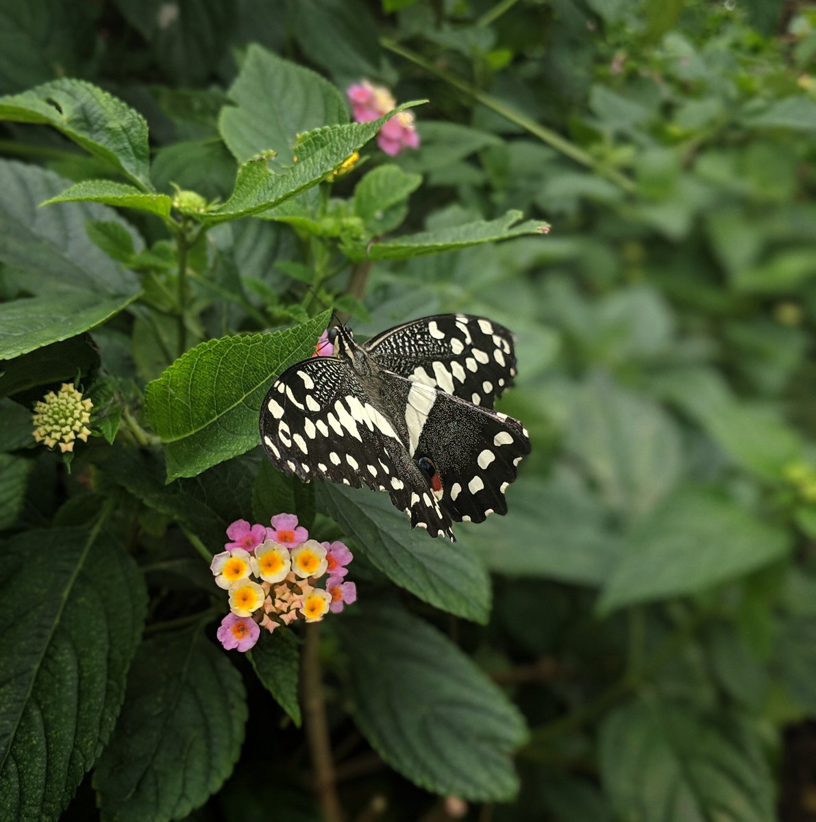 A reminder of a day trip with @MagicalVivi in 2019. 🦋🌿

#ButterflyFarm