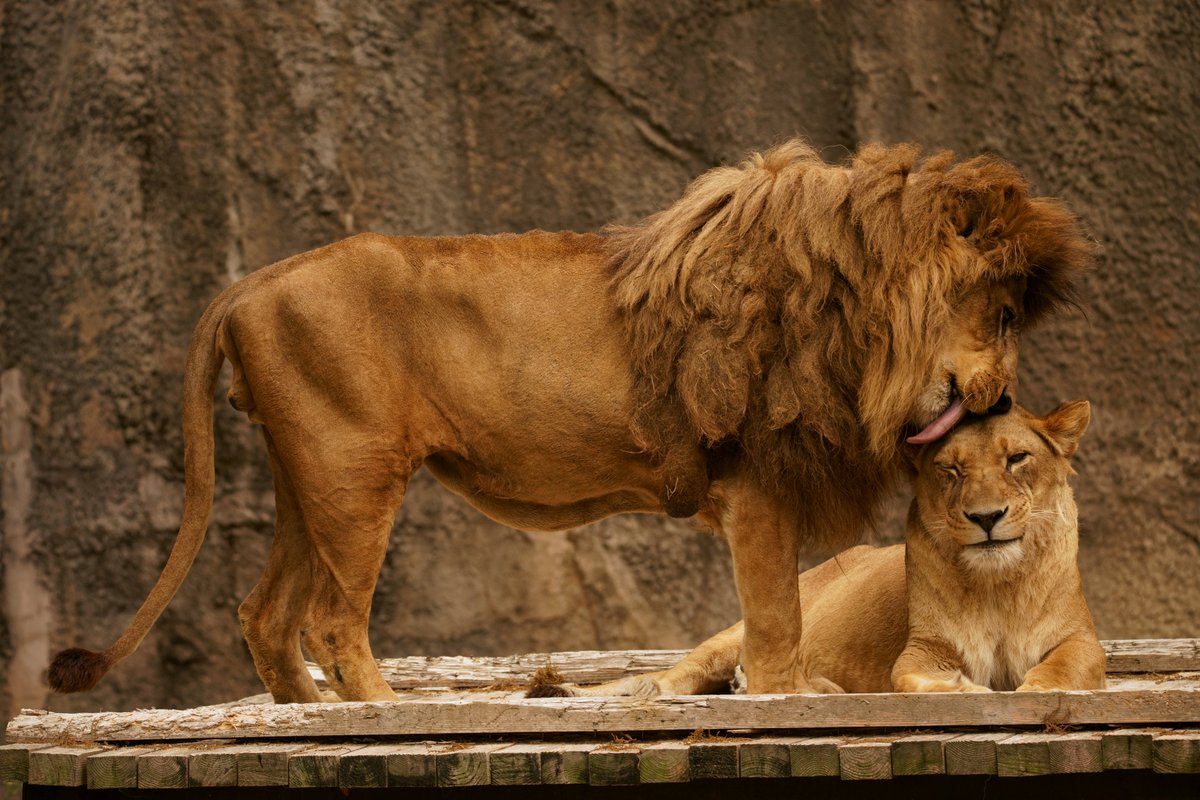 動物園で撮った仲睦まじいライオン夫妻写真をツイートしたら公式の眼に留まりポスターになった件に便乗してみる件 Togetter 動物園で撮った仲睦まじいライオン夫妻写真をツイートしたら公式の眼に留まりポスターになった件に便乗してみる件 Togetter
