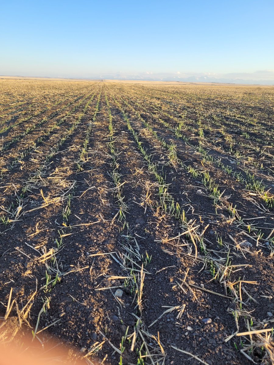 Gotten a few calls telling me we were reseeding early seeded barley but it sure looks healthy to me #plant21 #alpine#agroplus#cruiser