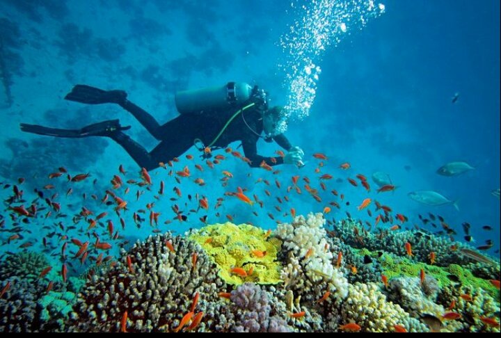 Safari Saut en parachute Plongée sous-marine Laquelle de ces activités vous aimeriez le plus faire un jour ?