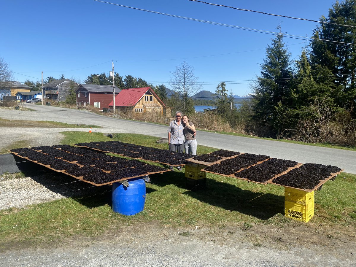 rhousty's tweet image. My papa called @AllieHousty over for a picture with their ɫq̓st after they put it all on the racks. #seaweed #porphyra
