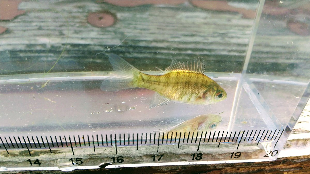 みおりんのガサガサちゃんねる こいつぁ ブルーギルの稚魚 こちらも神戸市須磨区の奥須磨公園 小松池で捕獲したものです 稚魚は可愛らしいけど 獰猛になるんやろなぁ ガサガサ 水生生物 ブルーギル 神戸市須磨区 奥須磨公園