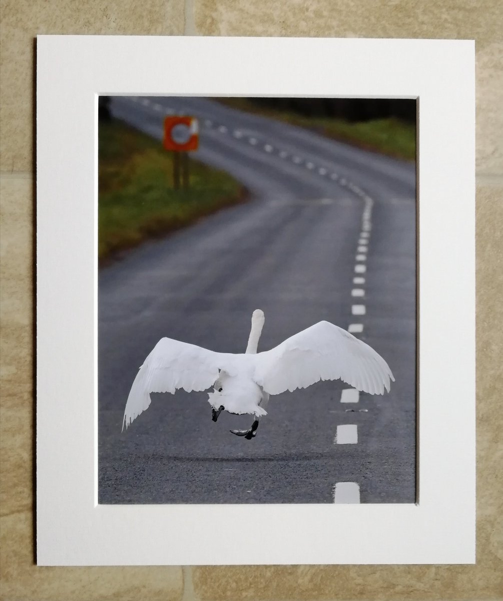 'Swan on the runway' - 10x8 mounted print.  You can buy it here; https://www.carlbovis.com/product-page/swan-on-the-runway-10x8-mounted-print 