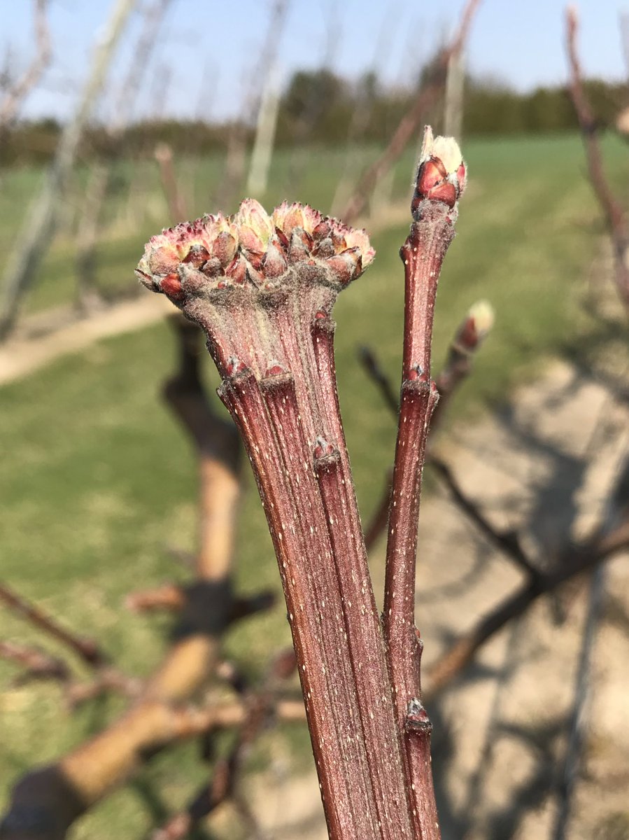 AppleOfMyIPM's tweet image. “Limit close contact to only members of your household. If you live alone, you can have close contact with one other household.” #lockdownfun #applebubble 

...but really, plant physiologists of Twitter, please explain...