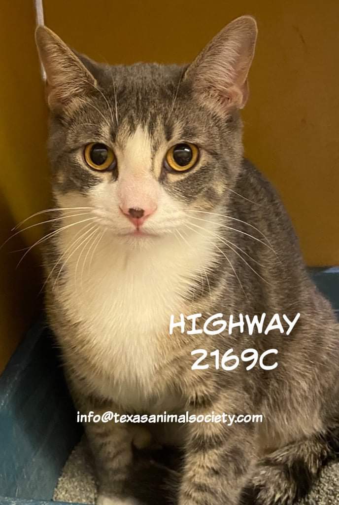 This is Highway. He has a very helpful spot to show you exactly where to boop. He's ready when you are.