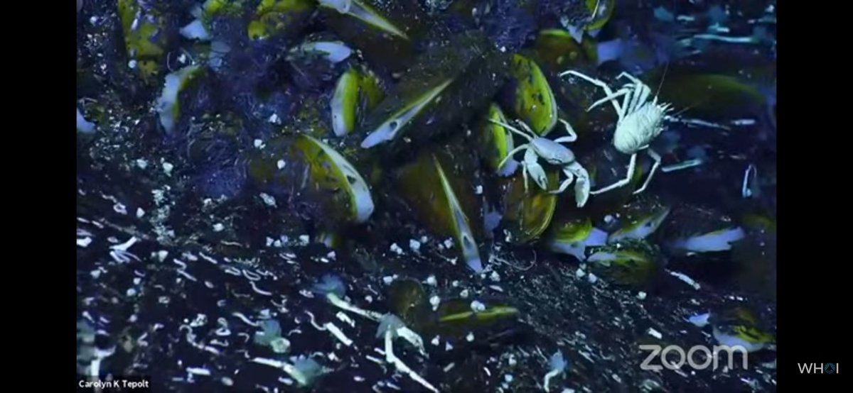 Crab friends. @WHOI #ROVJason @SeafloorScience @echinoblog