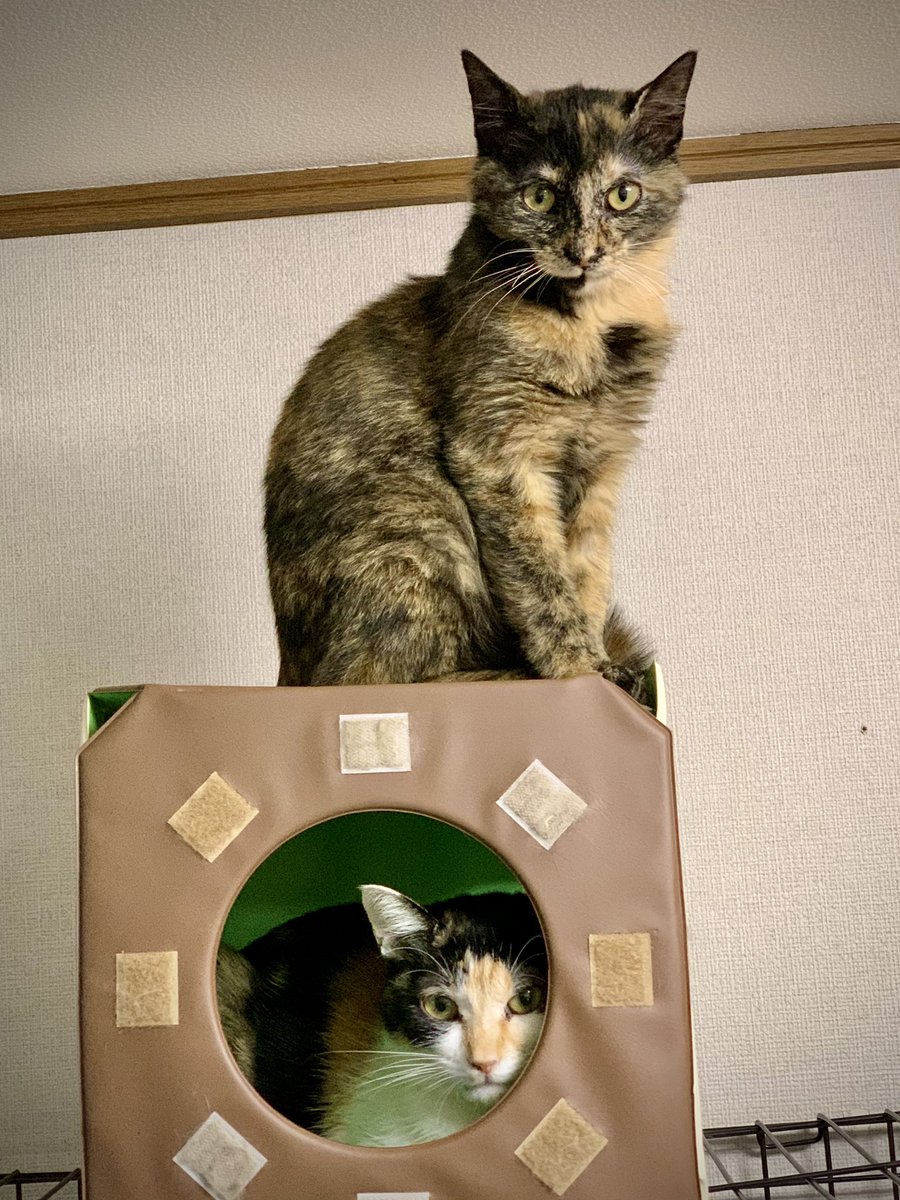 森ネコチャンネル 森出身の保護猫たち Omizunagidori1 Twitter