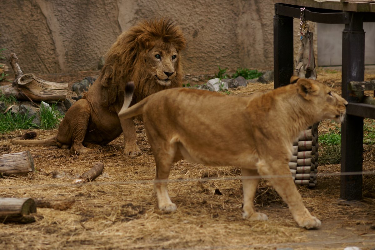 動物園で撮った仲睦まじいライオン夫妻写真をツイートしたら公式の眼に留まりポスターになった件に便乗してみる件 Togetter 動物園で撮った仲睦まじいライオン夫妻写真をツイートしたら公式の眼に留まりポスターになった件に便乗してみる件 Togetter