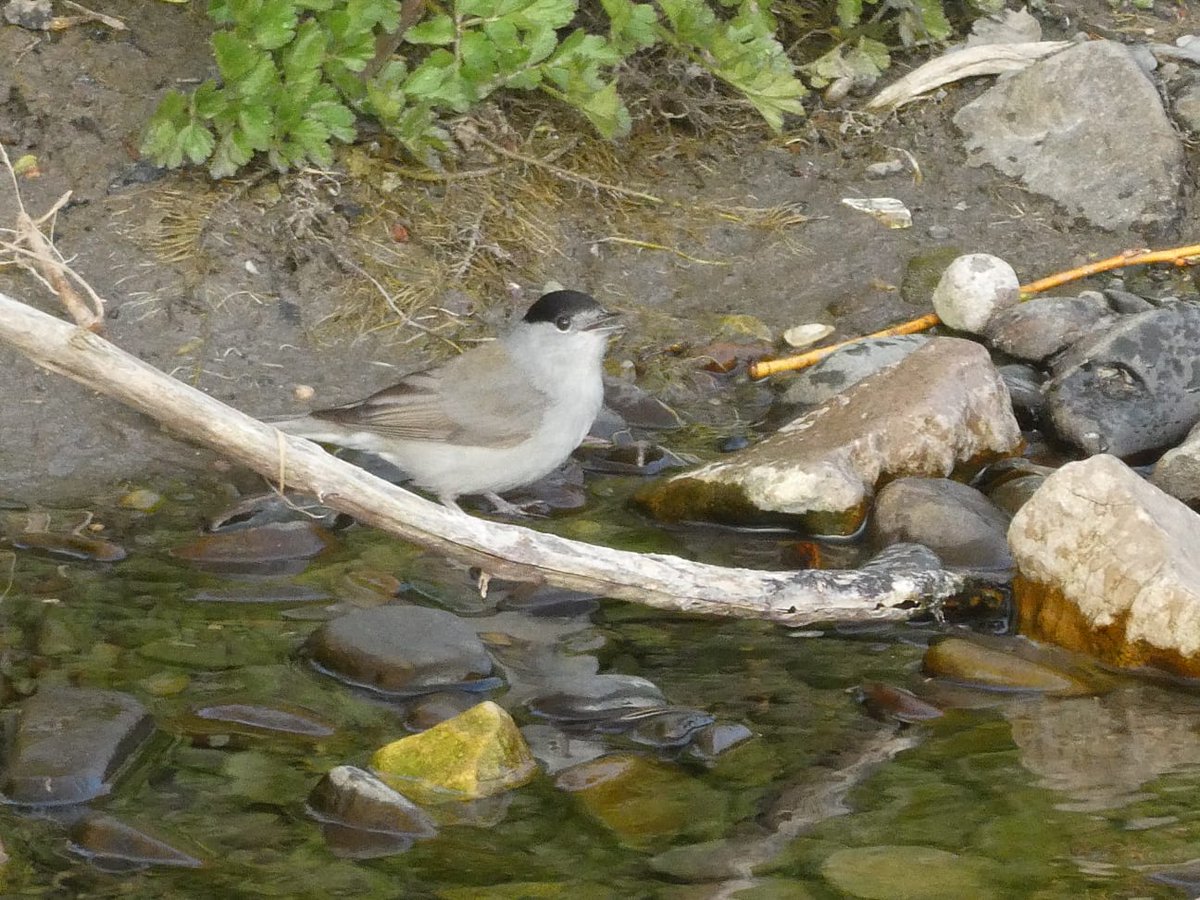 Mark32729033's tweet photo. Male blackcap taking a bath 😍
@BTO_GBW @Natures_Voice @Britnatureguide @NatureUK @Team4Nature #wildlifephotography #nature #NaturePhotography #birdphotography @Natures_Voice #LockdownNatureWatch #birdphotography #birdwatching #NaturePhotography #wildlife #wildlifephotography https://t.co/LhyZGeHYGe