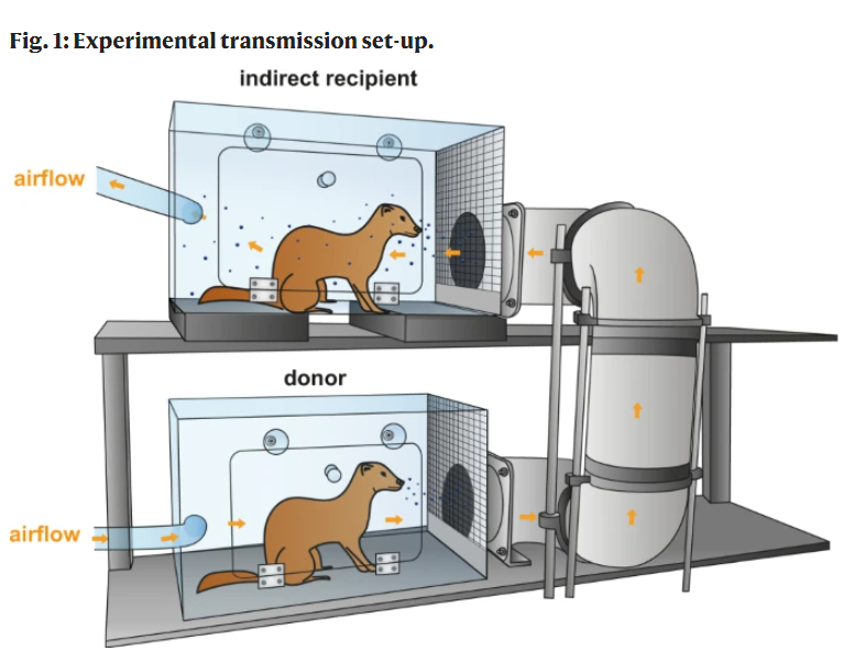19/ EIGHTH LINE OF EVIDENCE: airborne transmission has been demonstrated with animal models such as ferrets and hamsters.  https://www.nature.com/articles/s41467-021-21918-6